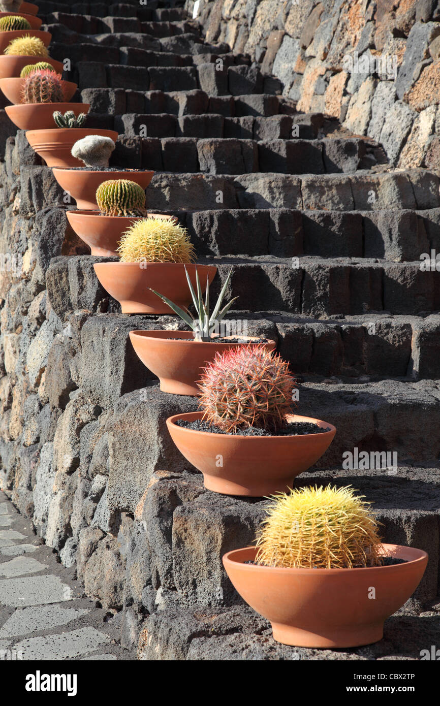 Cactuses at the volcanic steps, Lanzarote Spain Stock Photo