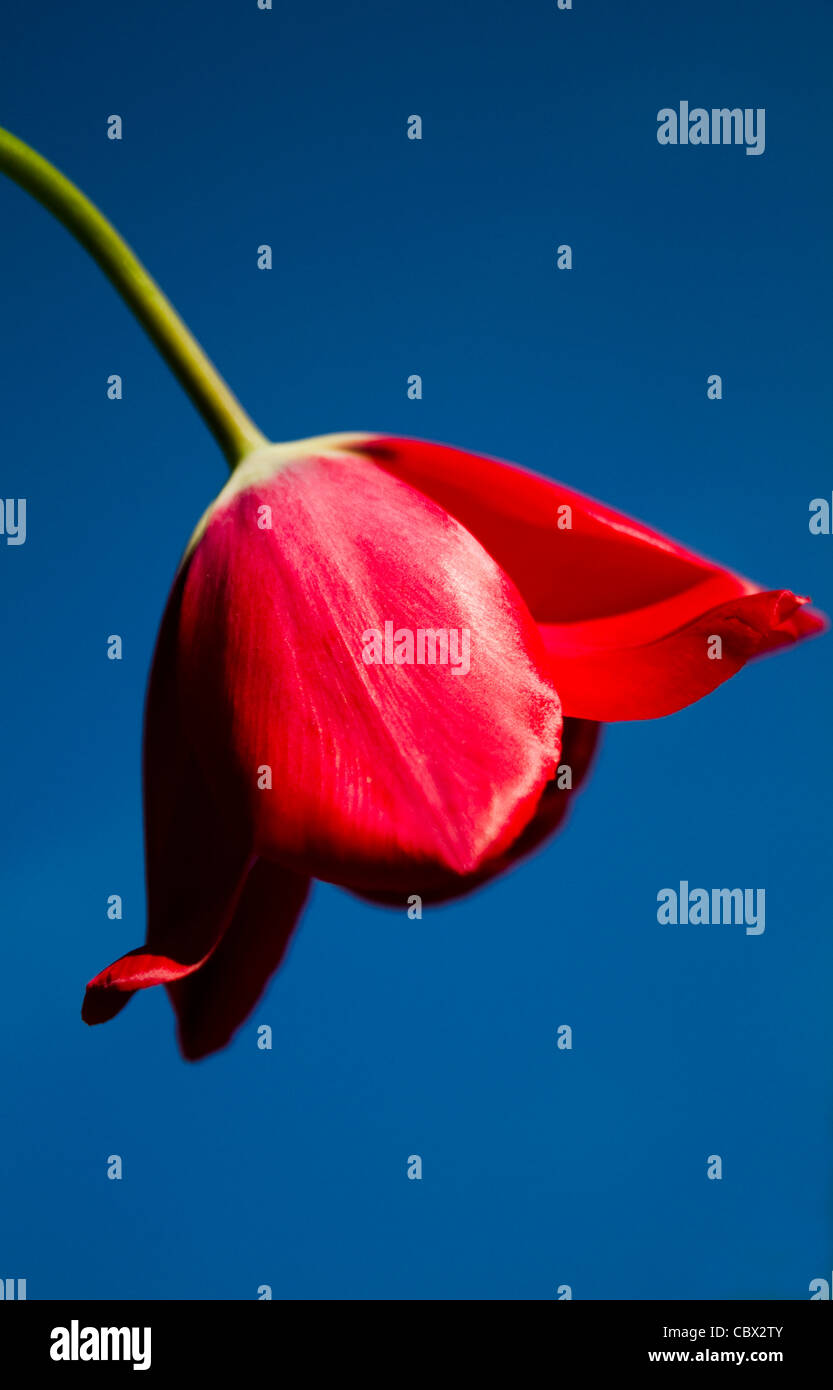 red tulip Stock Photo