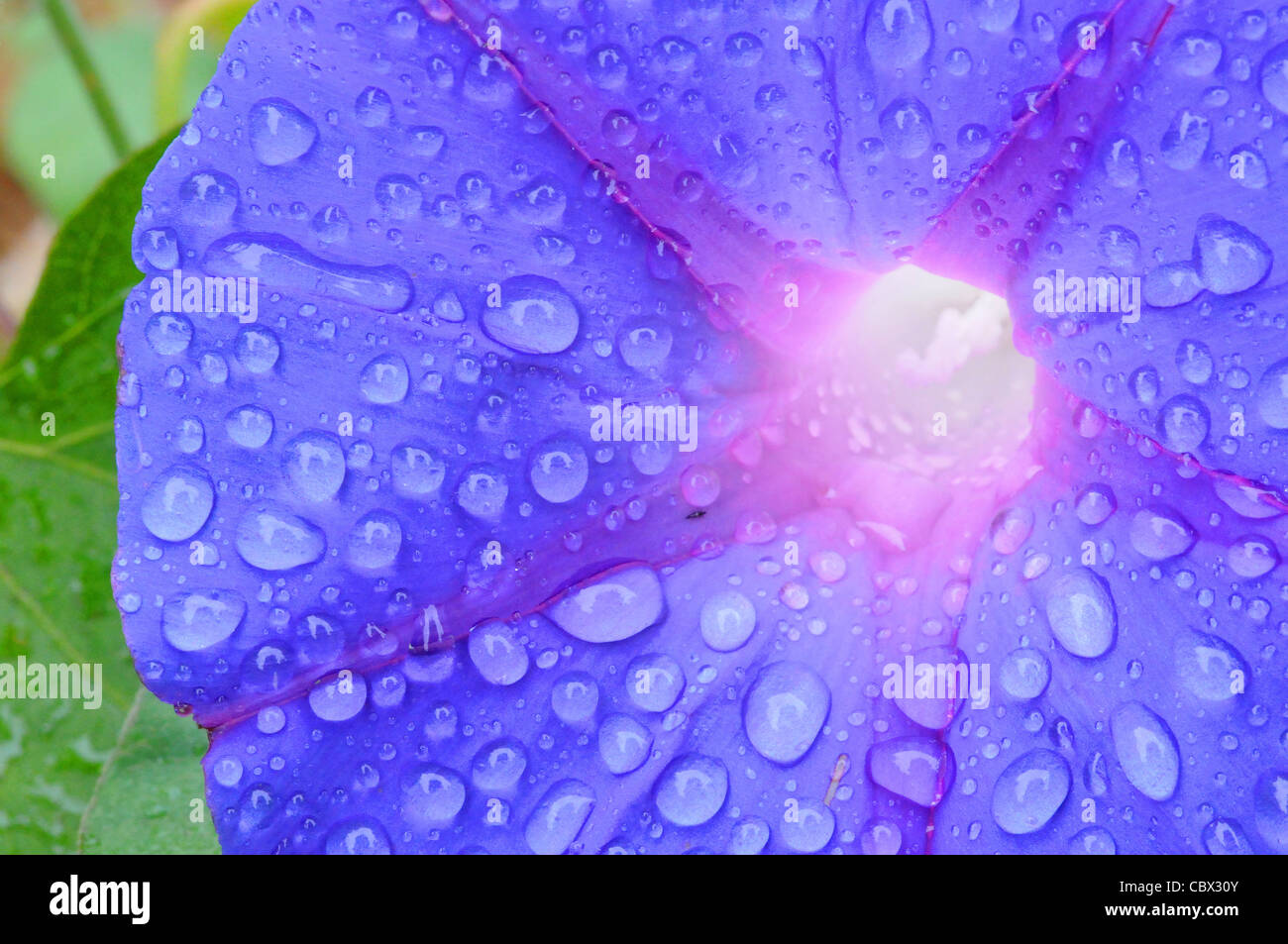 Close up of a Morning Glory flower after light rain Stock Photo
