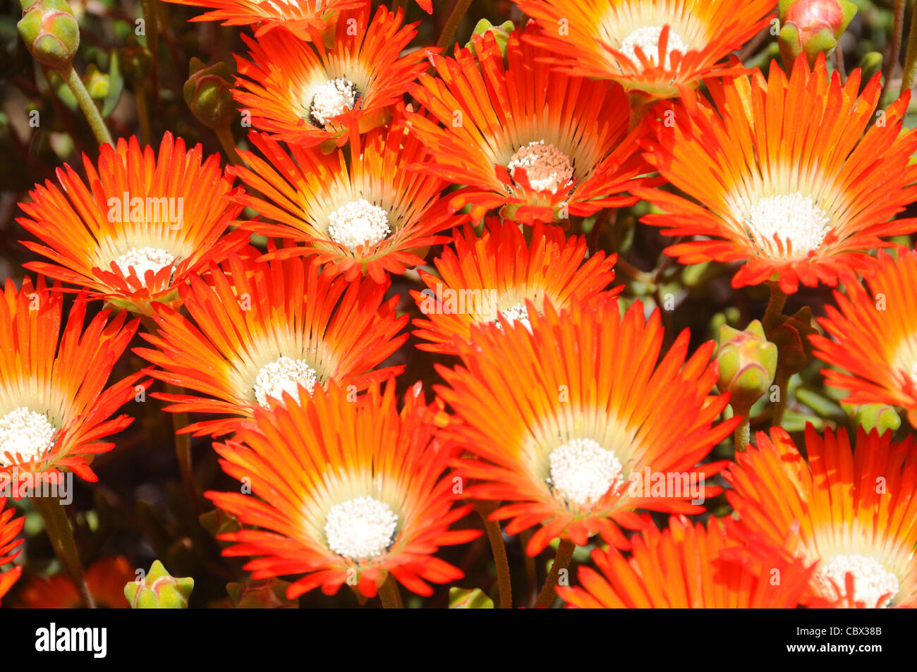 Deep orange vygie Lampranthus aurantiacus flowering profusely after good rains in the semi-desert karoo, South Africa Stock Photo