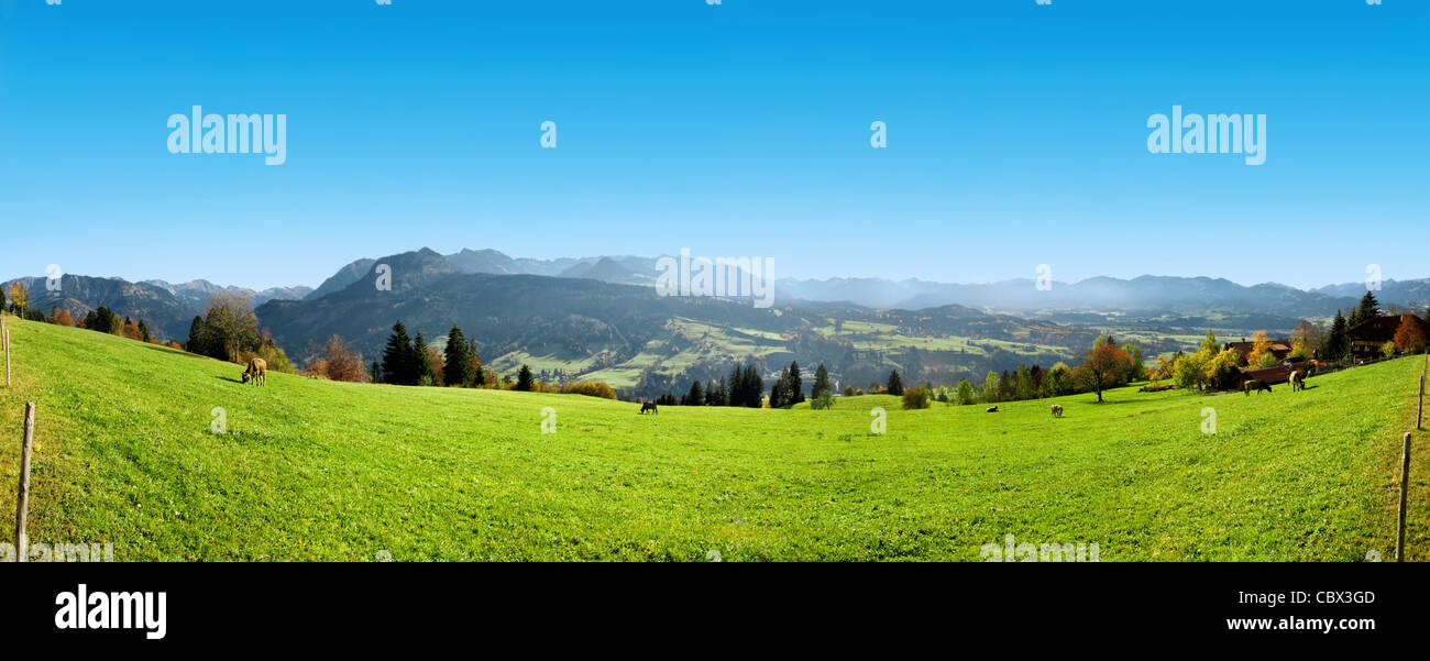Panoramic view in Alps with cattle eating grass Stock Photo - Alamy