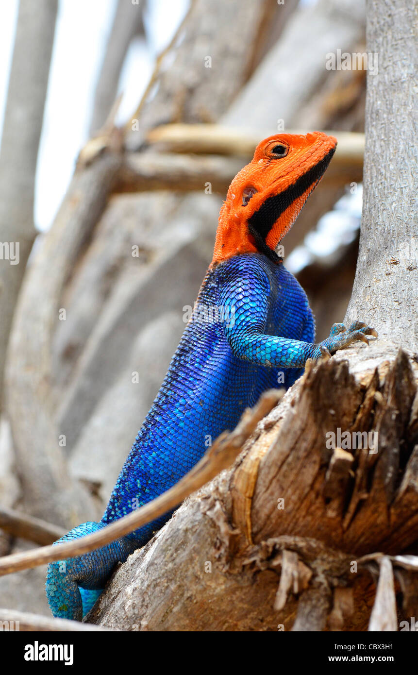 Male Agama lizard Stock Photo