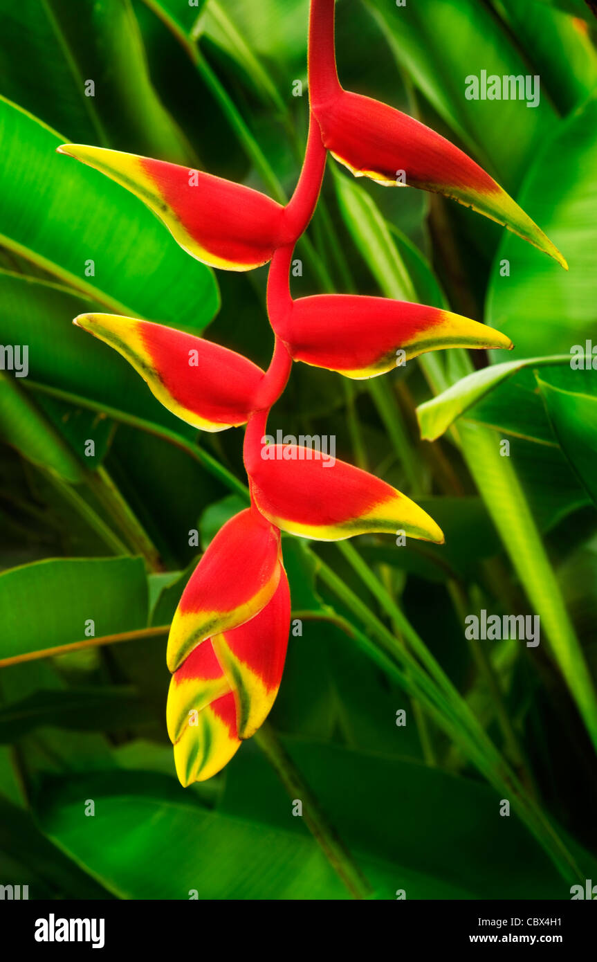 Close up on beautiful tropical plant red heliconia Stock Photo