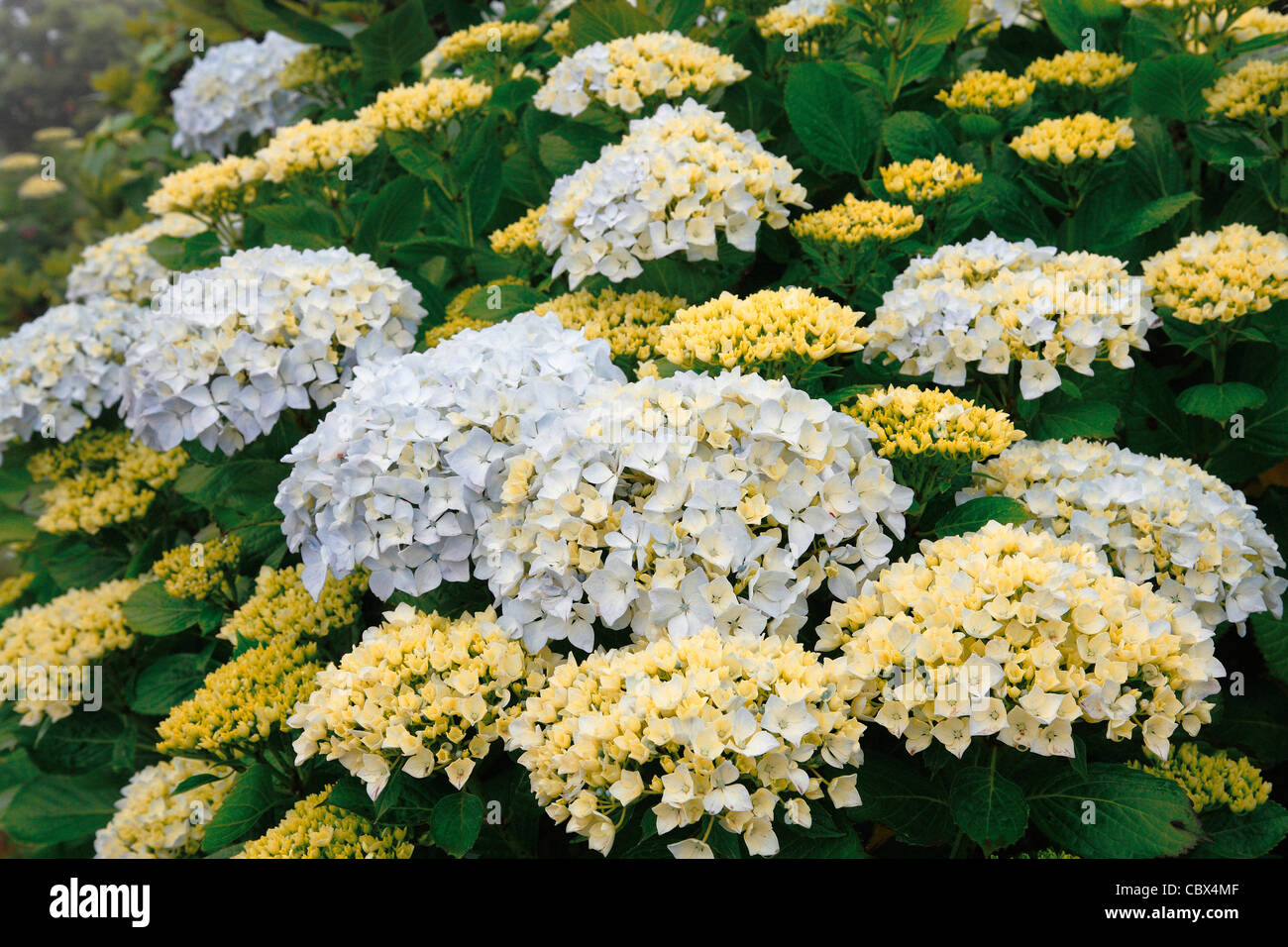Hydrangeas blooming at the Azores islands Stock Photo Alamy