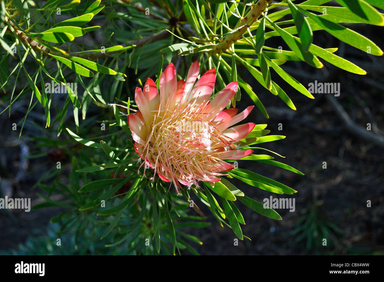 Common sugarbush, Protea repens, blossom Stock Photo
