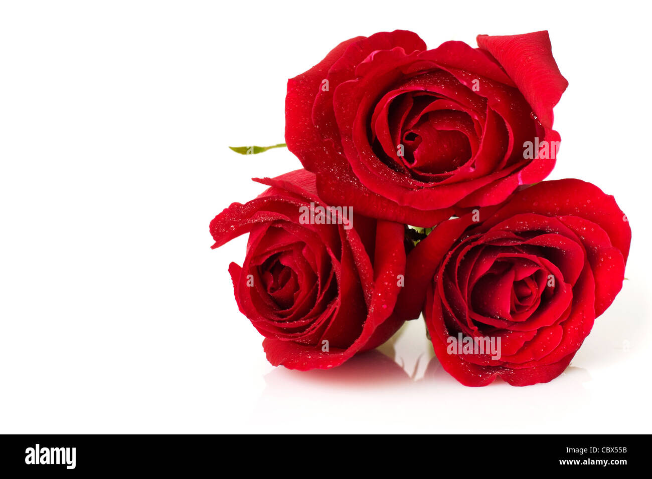 Image of roses on white background Stock Photo - Alamy
