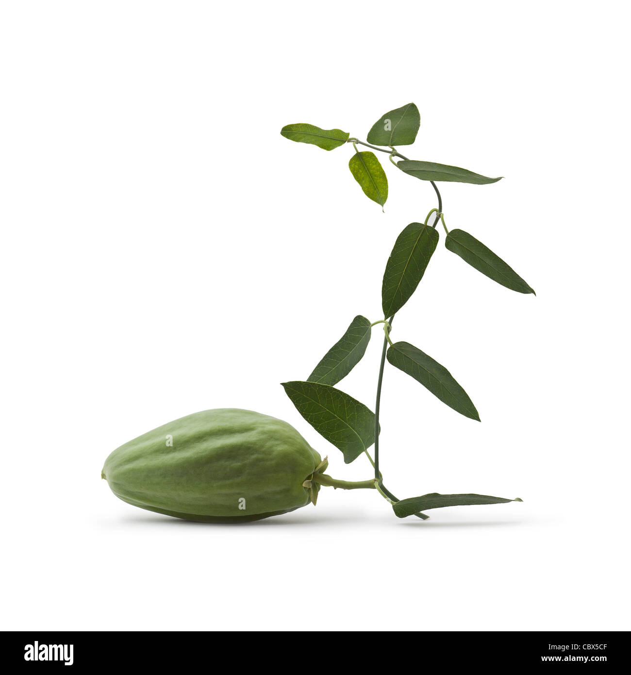 The fruit of a White Bladderflower (Araujia sericifera) photographed on ...