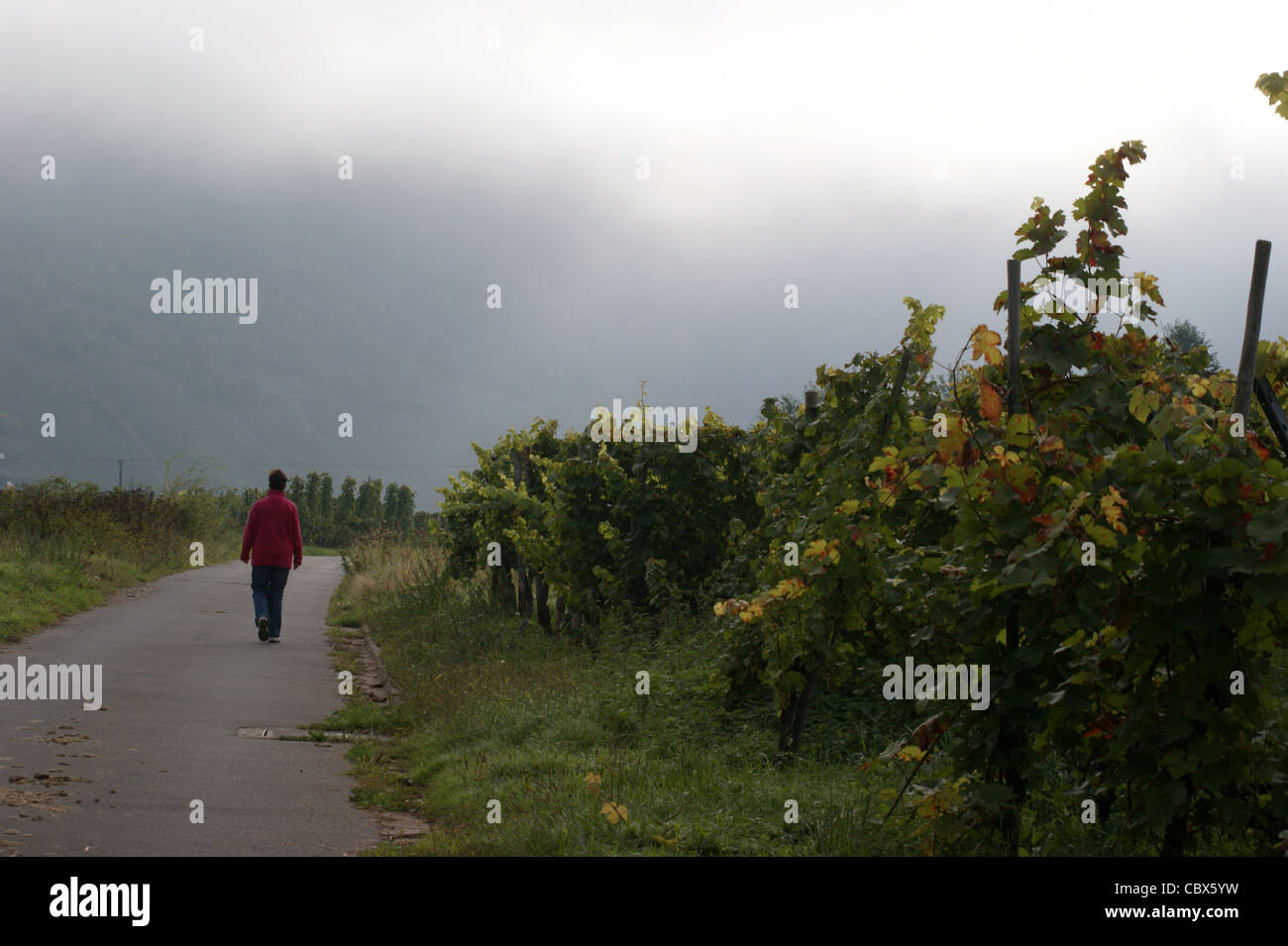 Riesling grape vines, morning mist, Wolf, Mosel, Rheinland-Pfalz, Germany Stock Photo