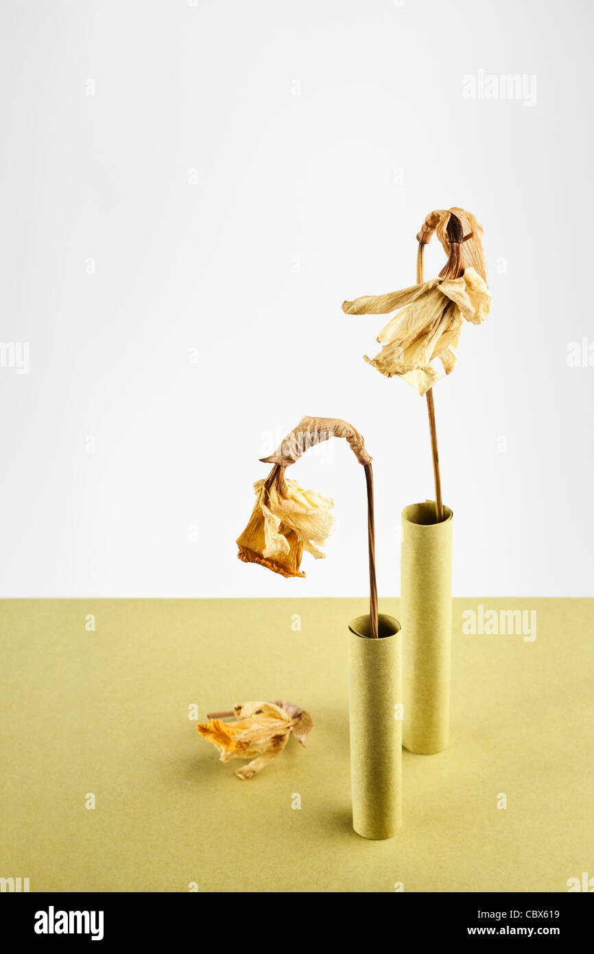 Drooping white flowers hires stock photography