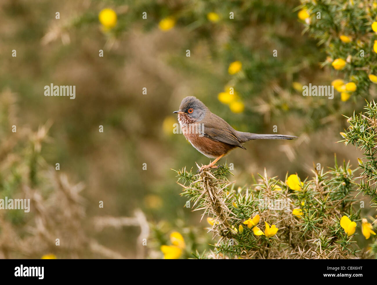 Dartford Warbler on gorse in the new forest Stock Photo