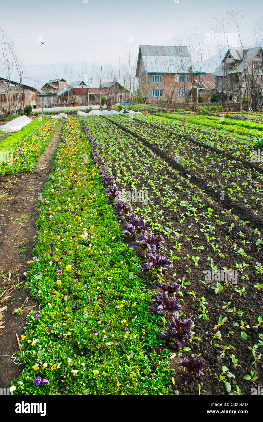 FLower cultivation in a village in Srinagar, Kashmir Stock Photo Alamy