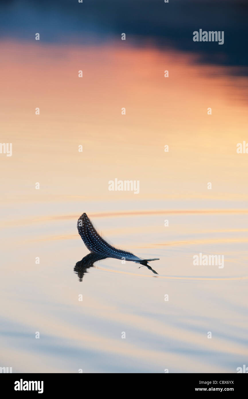 Birds feather floating on still water at sunrise. India Stock Photo