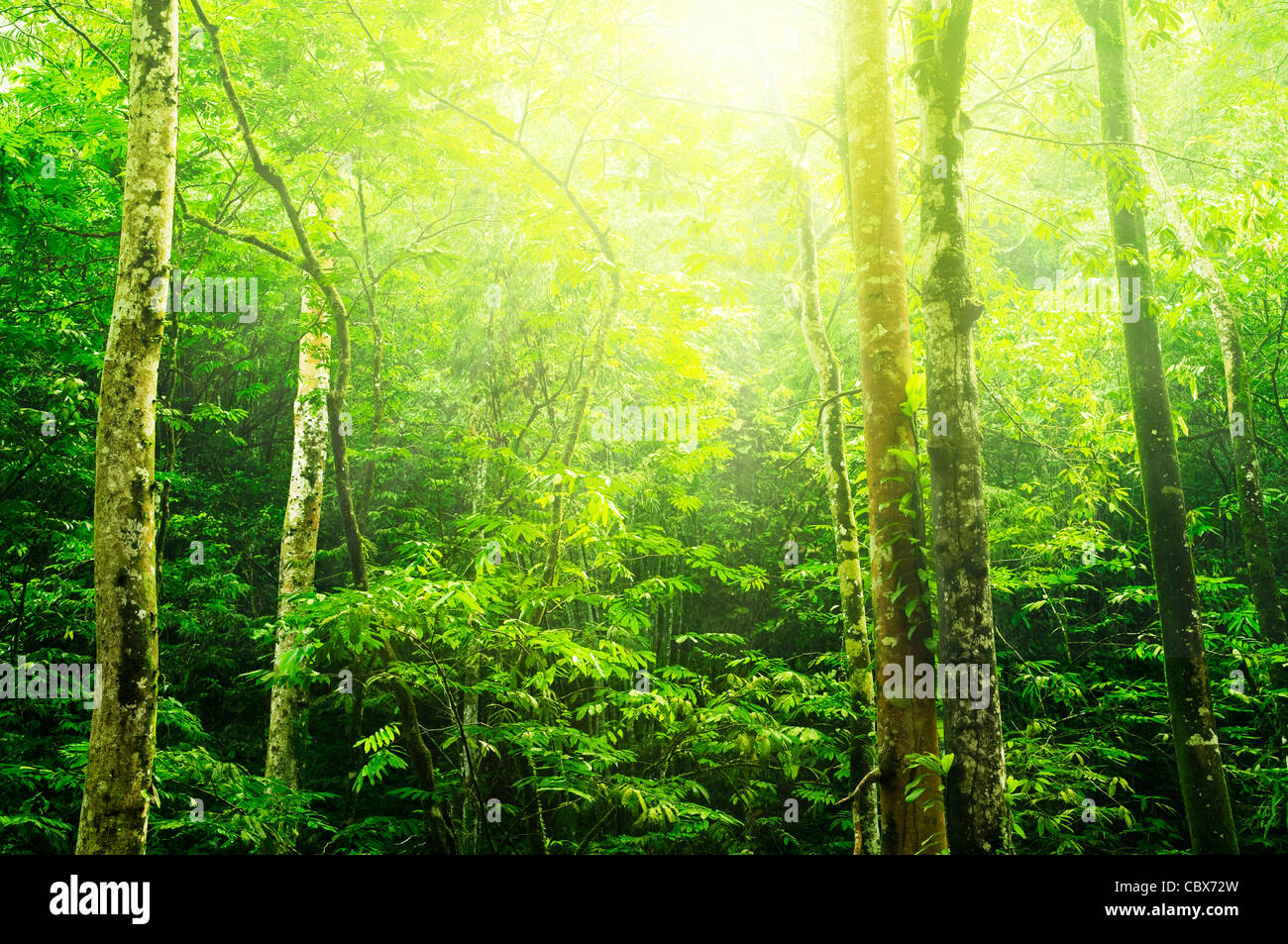 Tropical green forest landscape with ray of light Stock Photo - Alamy