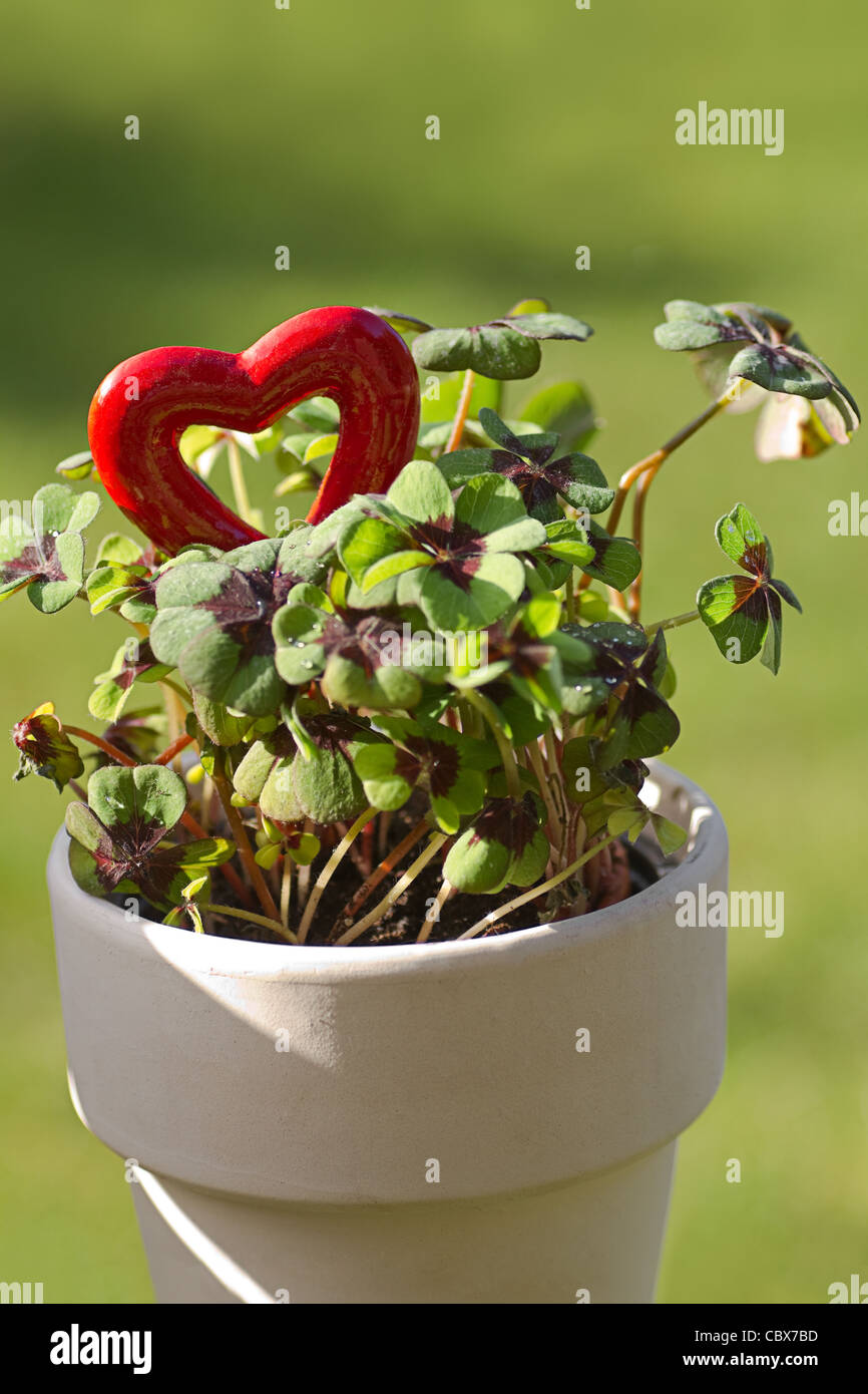 Four leaf clover with a red heart for Valentine or St, Patrick's day - vertical Stock Photo