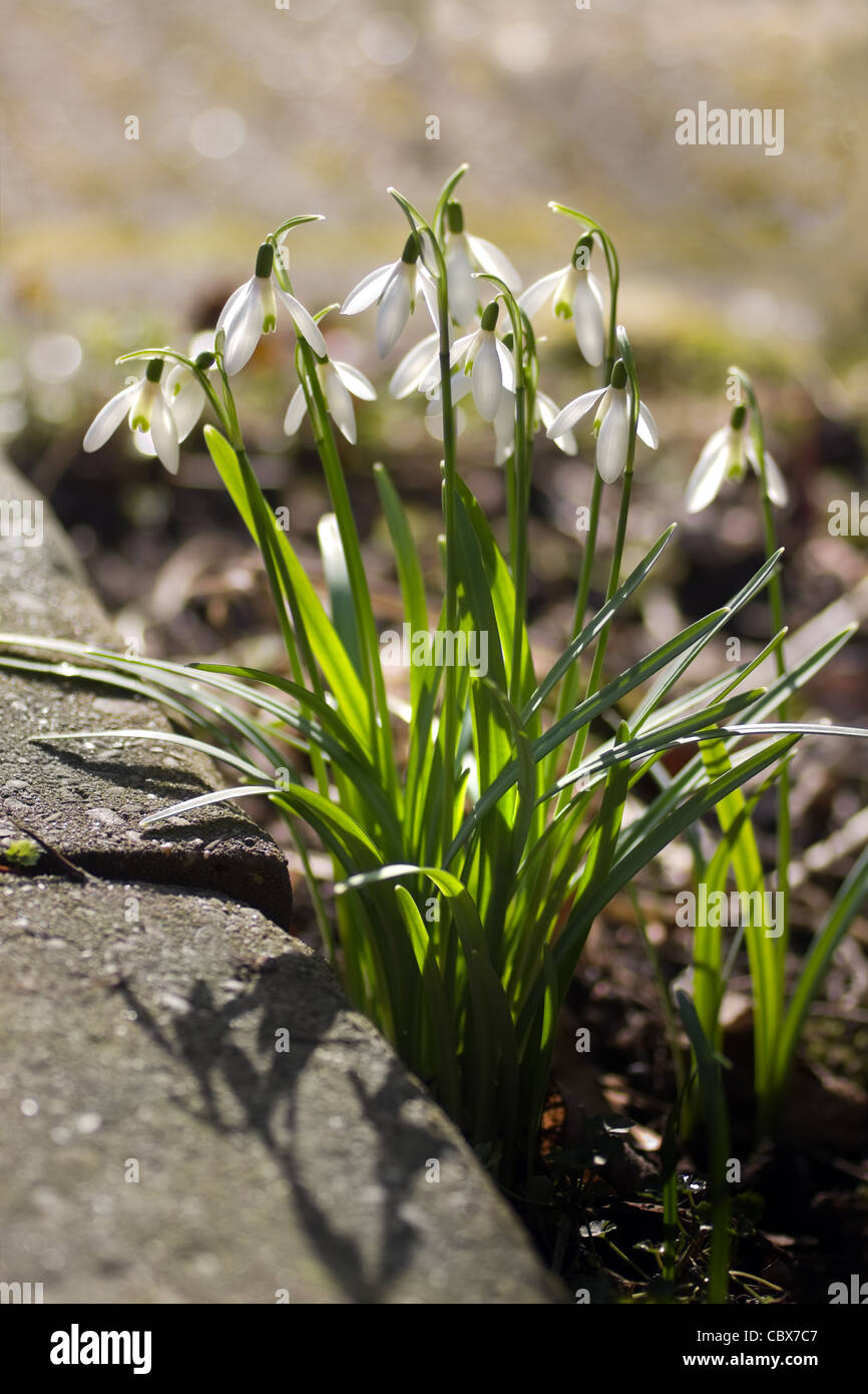 White flowering snowdrops galanthus in spring hi-res stock photography ...