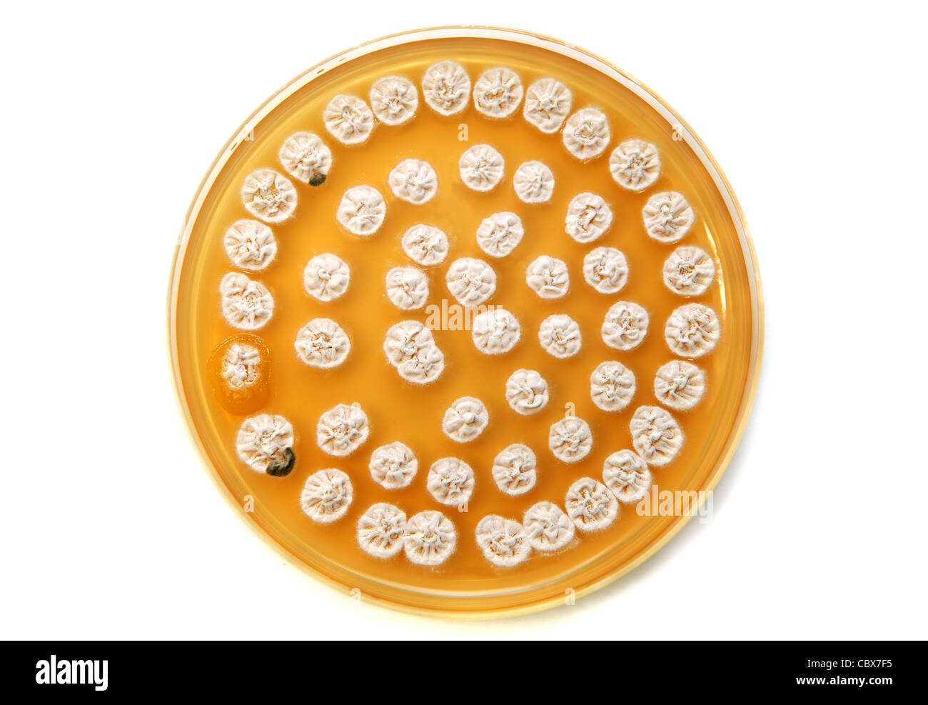 white fungi on agar plate over white background Stock Photo