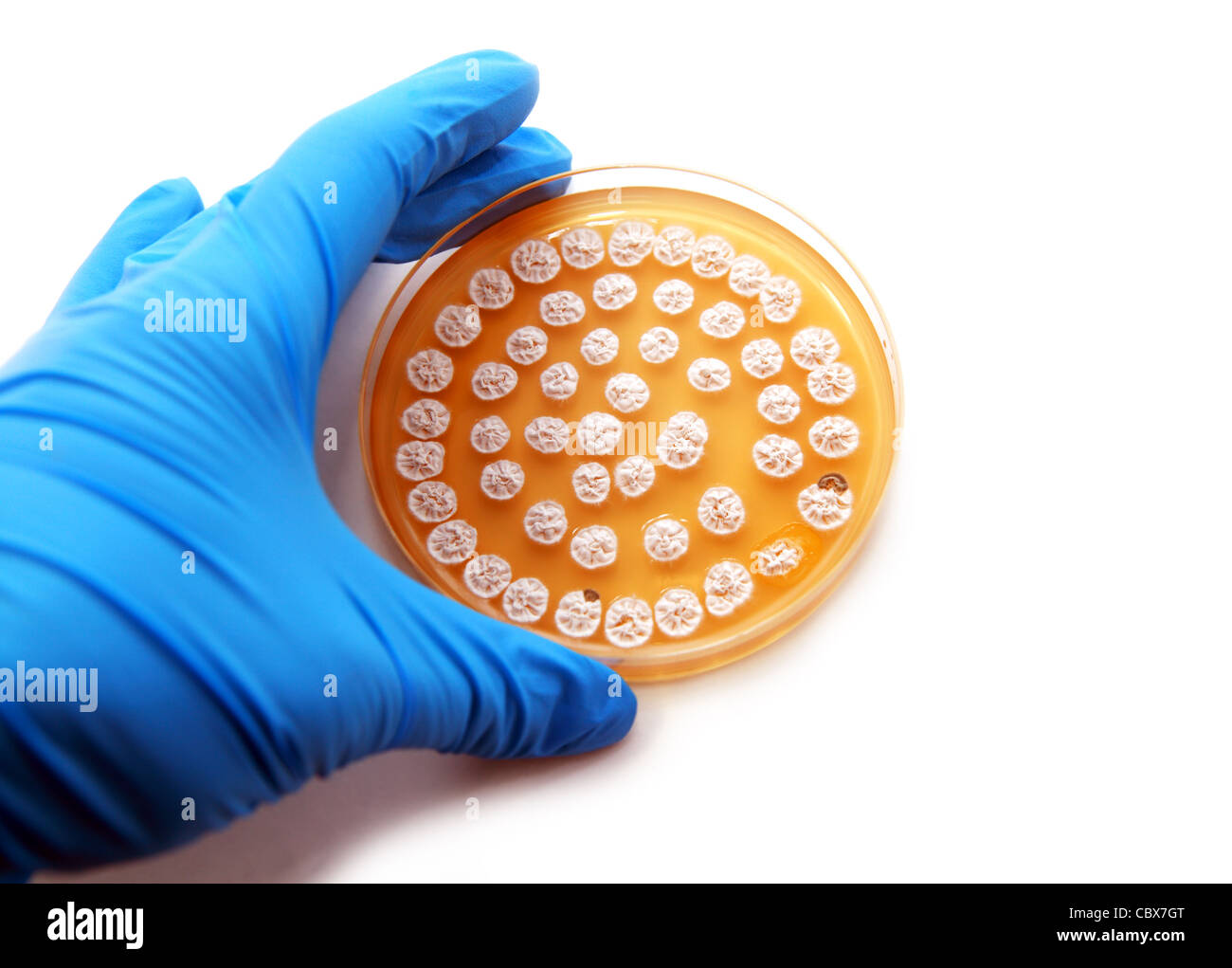 microbiological plate with fungi on white background Stock Photo