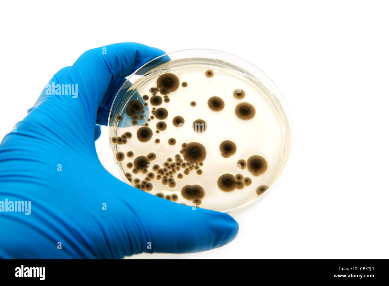 microbiological agar plate with fungi on white background Stock Photo