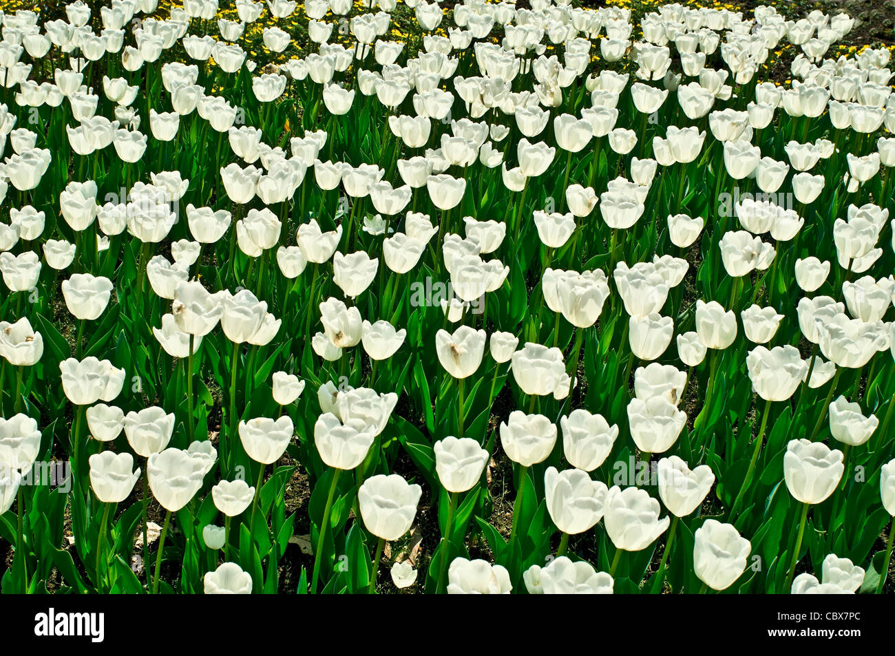 White Tulipa gesneriana Stock Photo