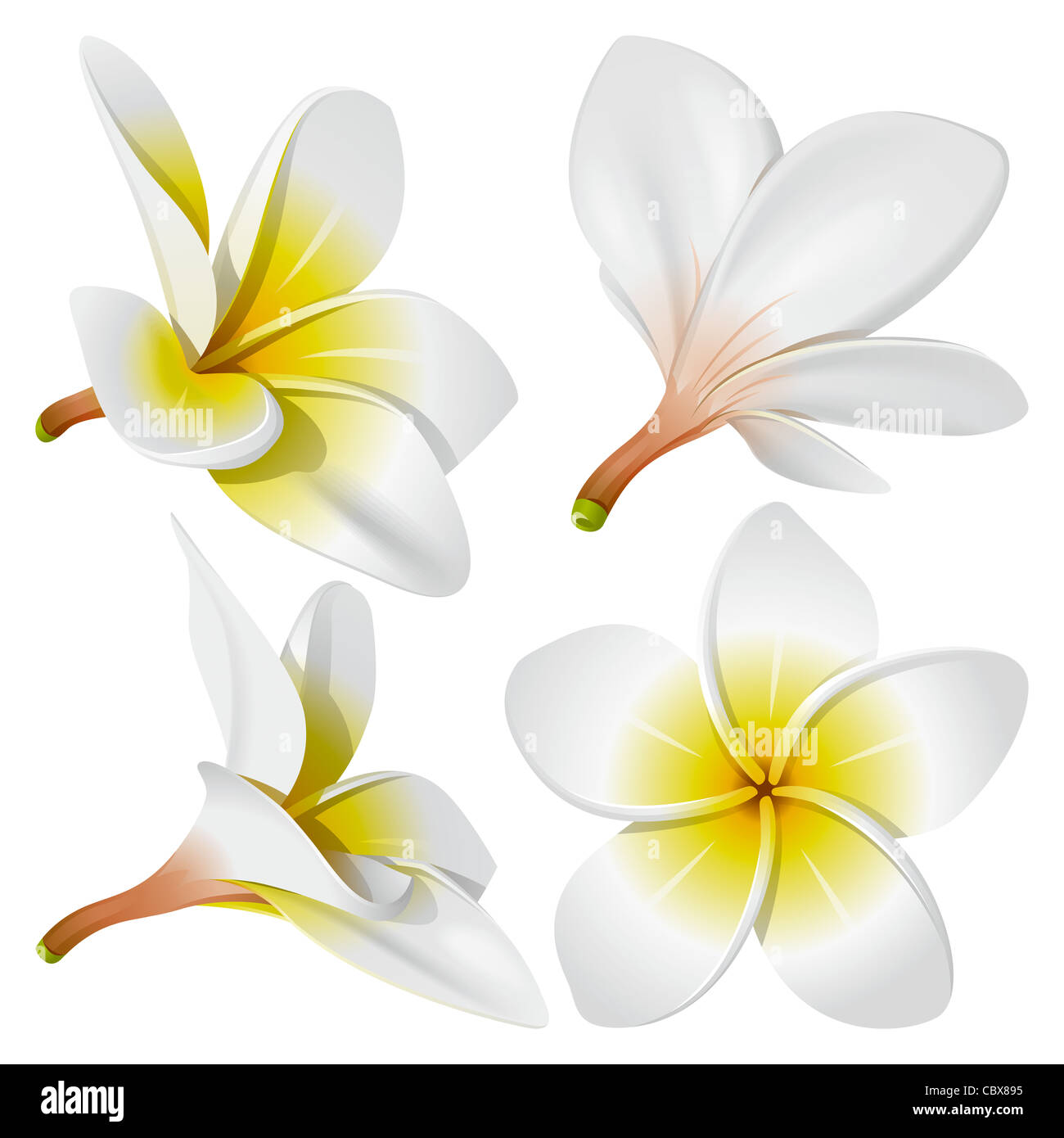 Tropical necklace lei flowers Stock Photo