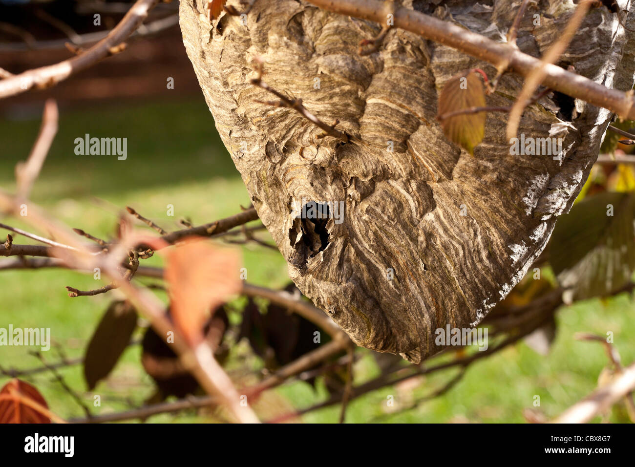 Hornet's Nest Stock Photo