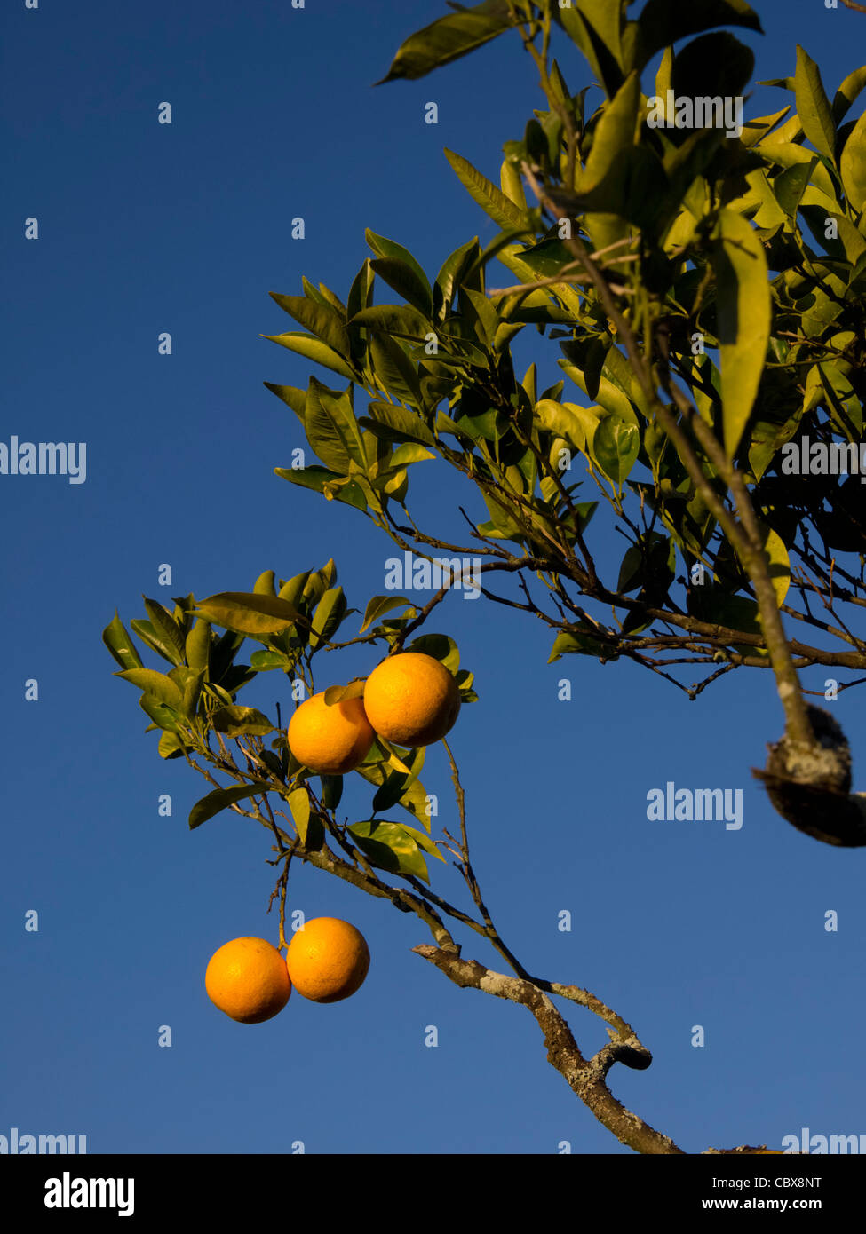 Orange tree fruit morocco hi-res stock photography and images - Alamy