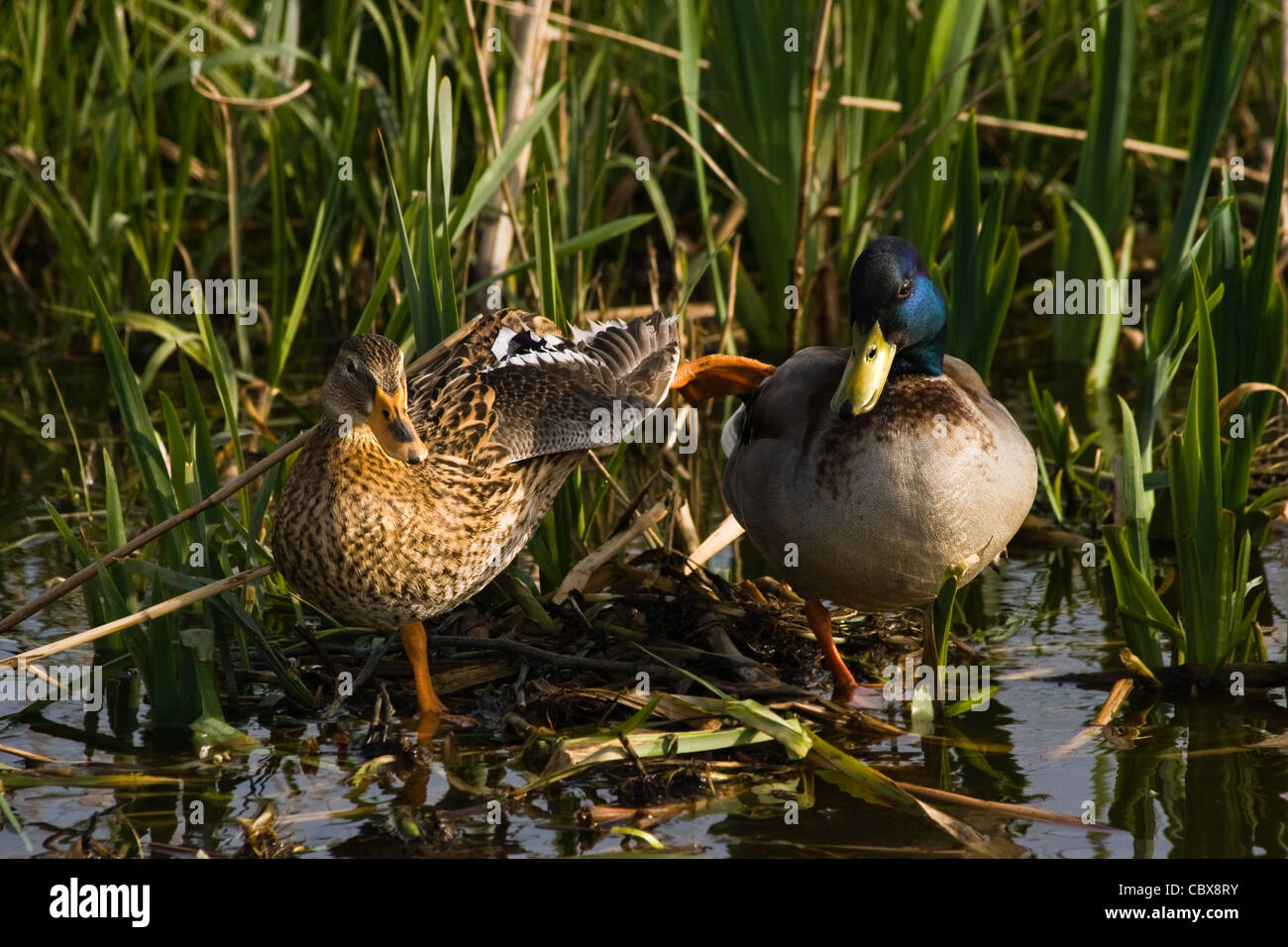 Couple of Mallards or Wild ducks preparing to rest for the night on nest in april Stock Photo