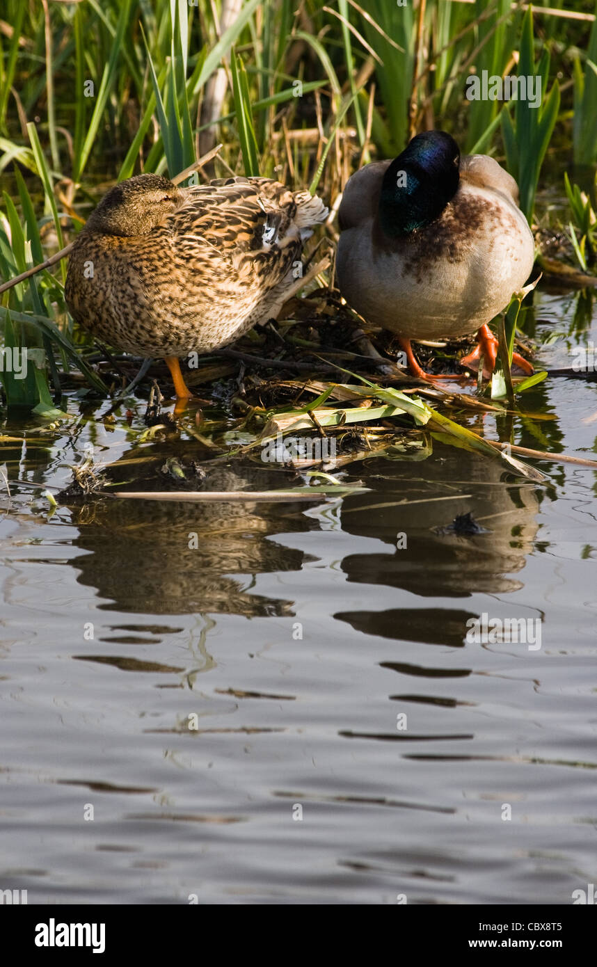 Couple of Mallards or Wild ducks preparing to rest for the night on nest in april Stock Photo