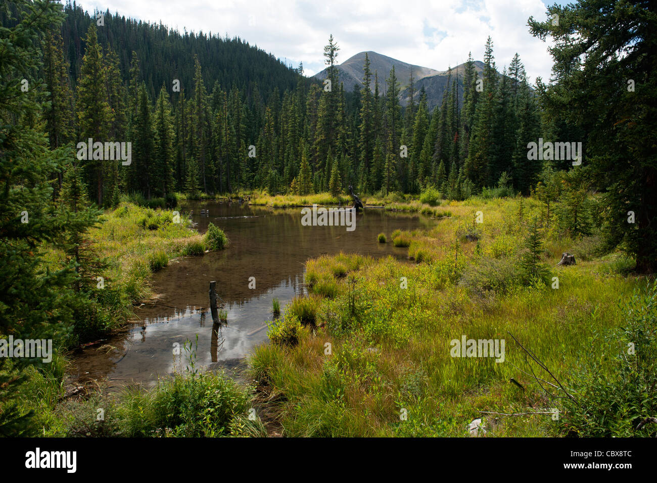 Beaver pond in Cottonwood Creek, Chaffee County, Colorado Stock Photo