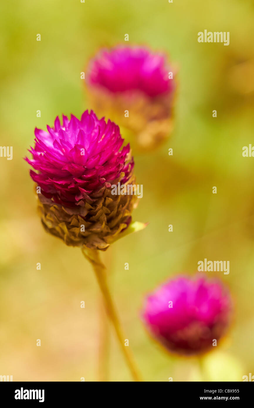 Beautiful meadow pink flowers hi-res stock photography and images - Alamy