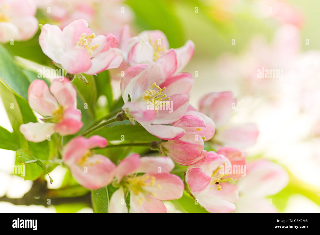 Pink and white Malus 'Red sentinel' or Crab apple tree blossom in spring Stock Photo