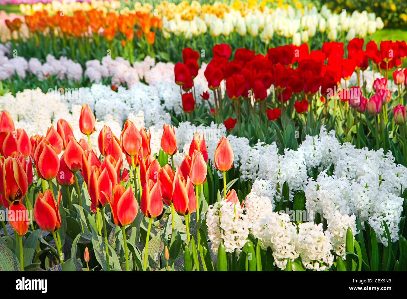 Colorful tulips and white hyacinths in spring Stock Photo - Alamy