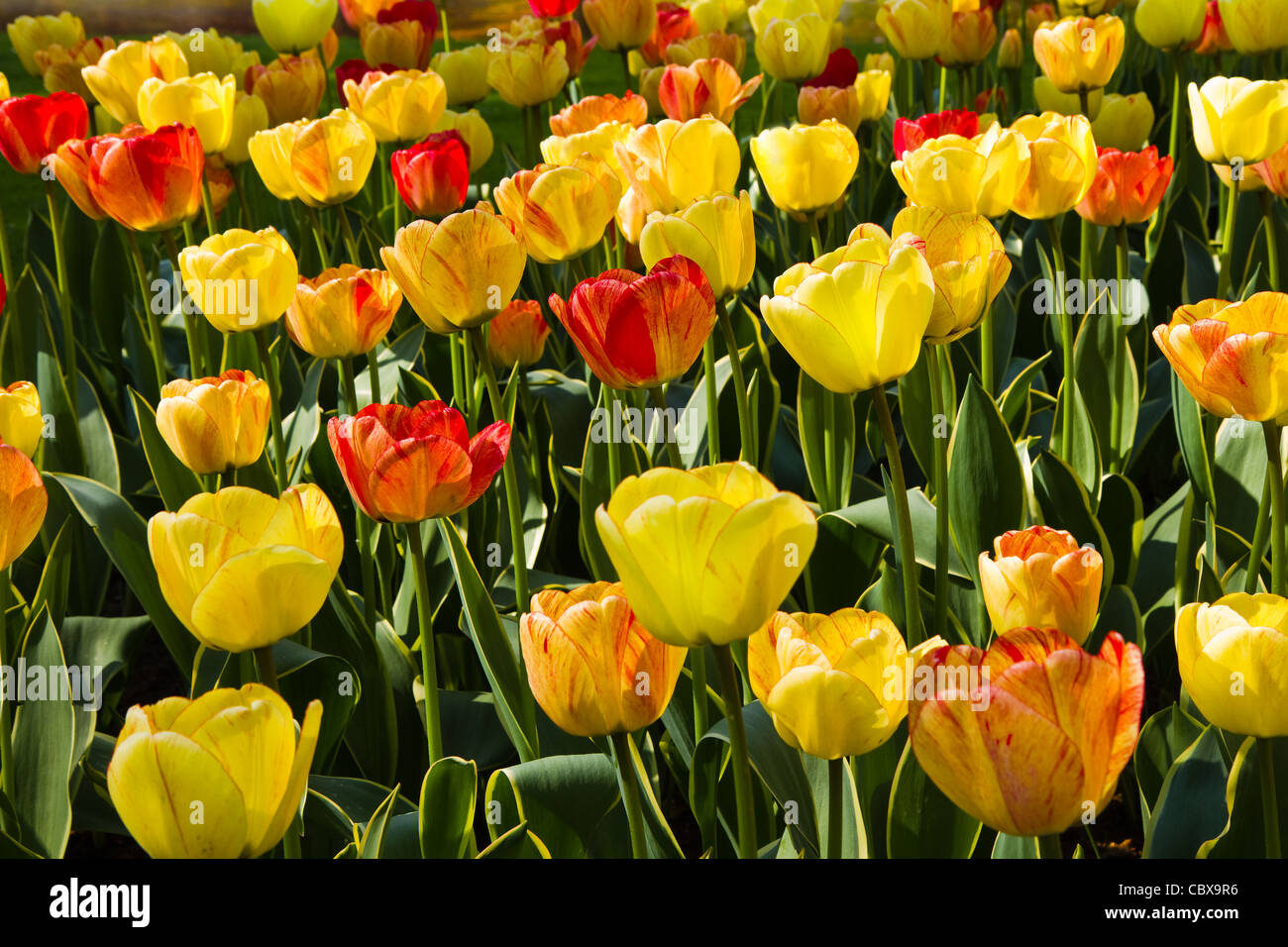 Flowerbed with colorful flamy tulips in spring sunshine Stock Photo