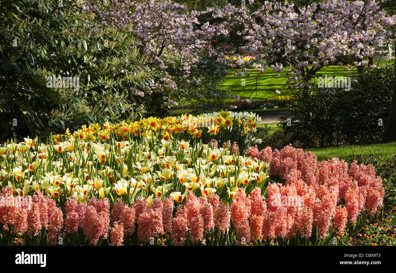Daffodils and grape hyacinths hires stock photography and images Alamy