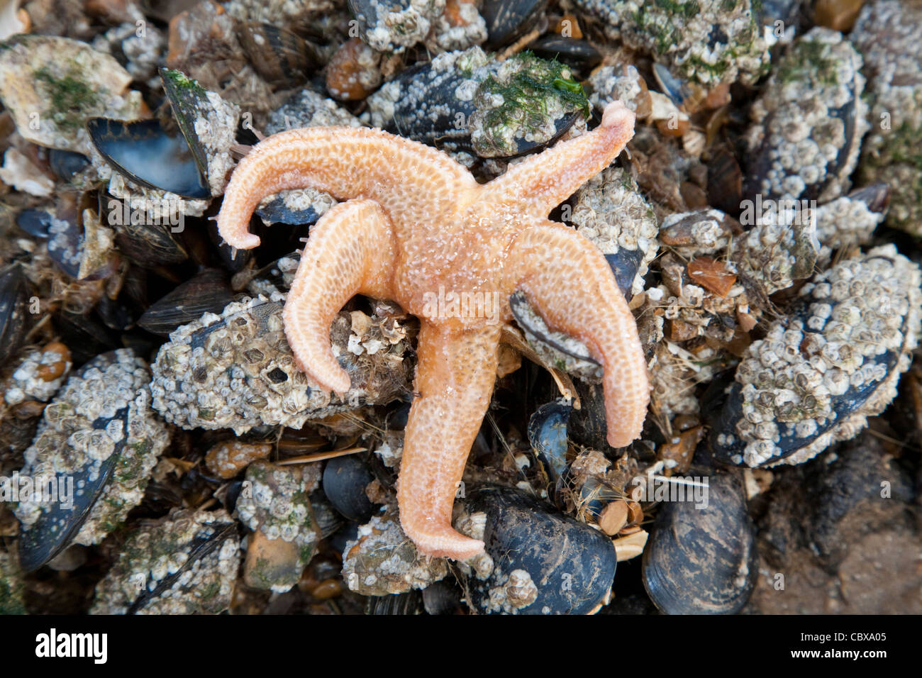 Common starfish hires stock photography and images Alamy