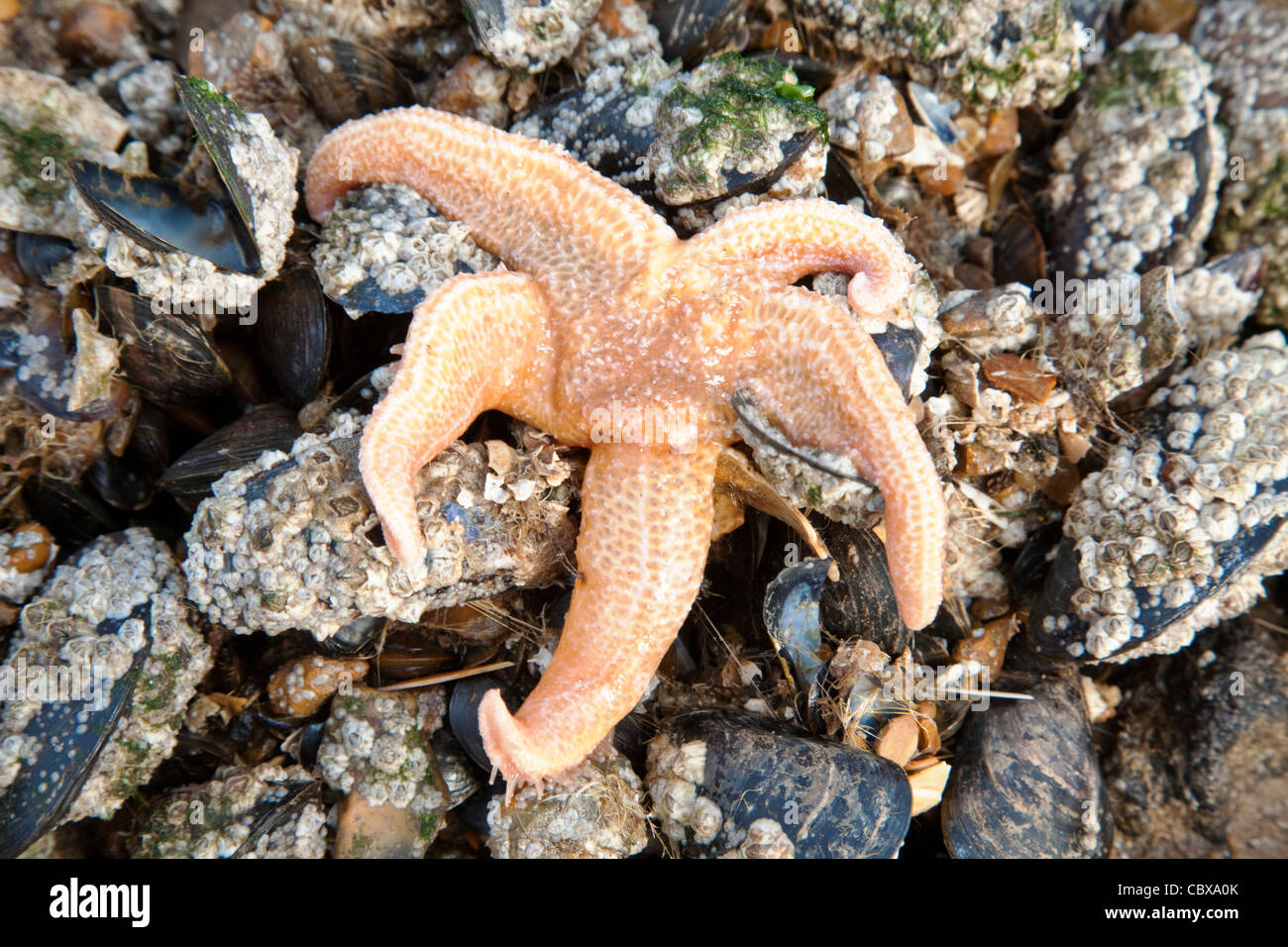 Common starfish or sea star (Asterias rubens) feeding on mussels on the Norfolk coast, Uk Stock Photo