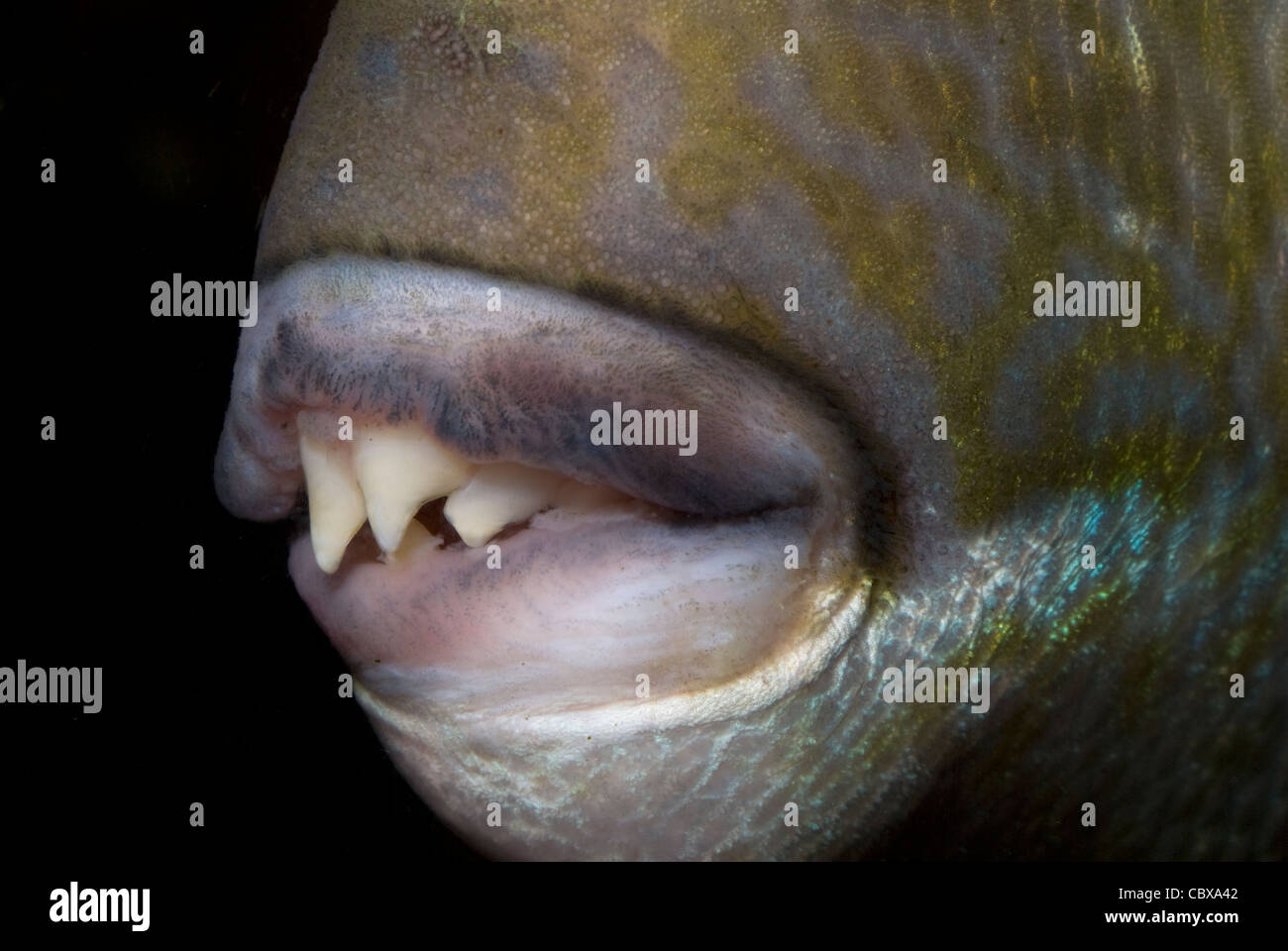 Mouth of Grey triggerfish Balistes capriscus, Balistidae Mediterranean Sea Stock Photo