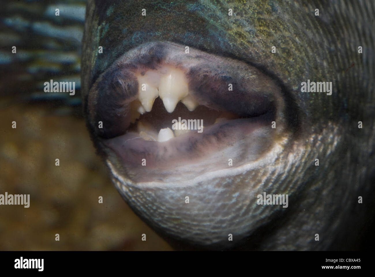 Mouth of Grey triggerfish Balistes capriscus, Balistidae Mediterranean Stock Photo