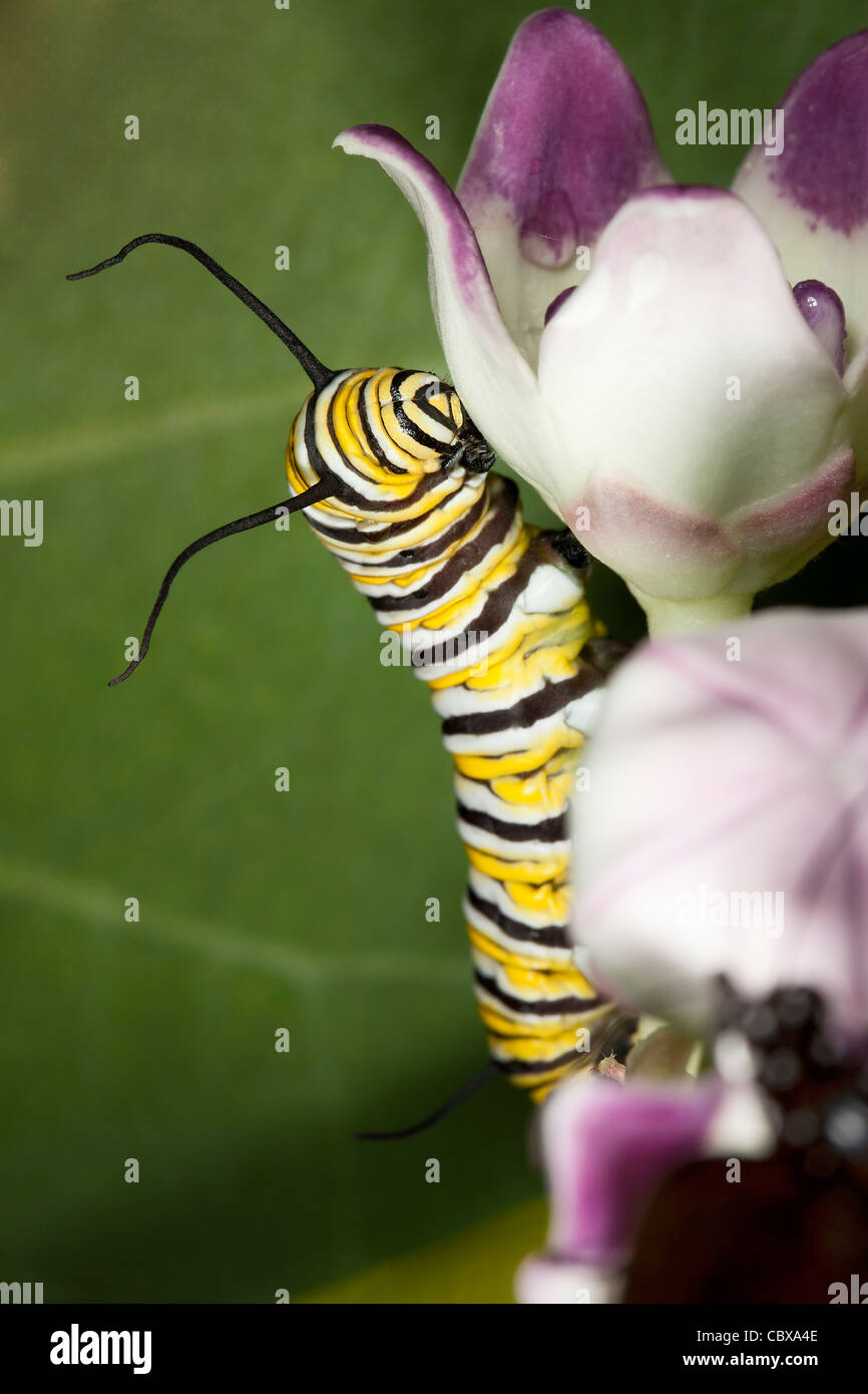 Monarch butterfly caterpillar Stock Photo