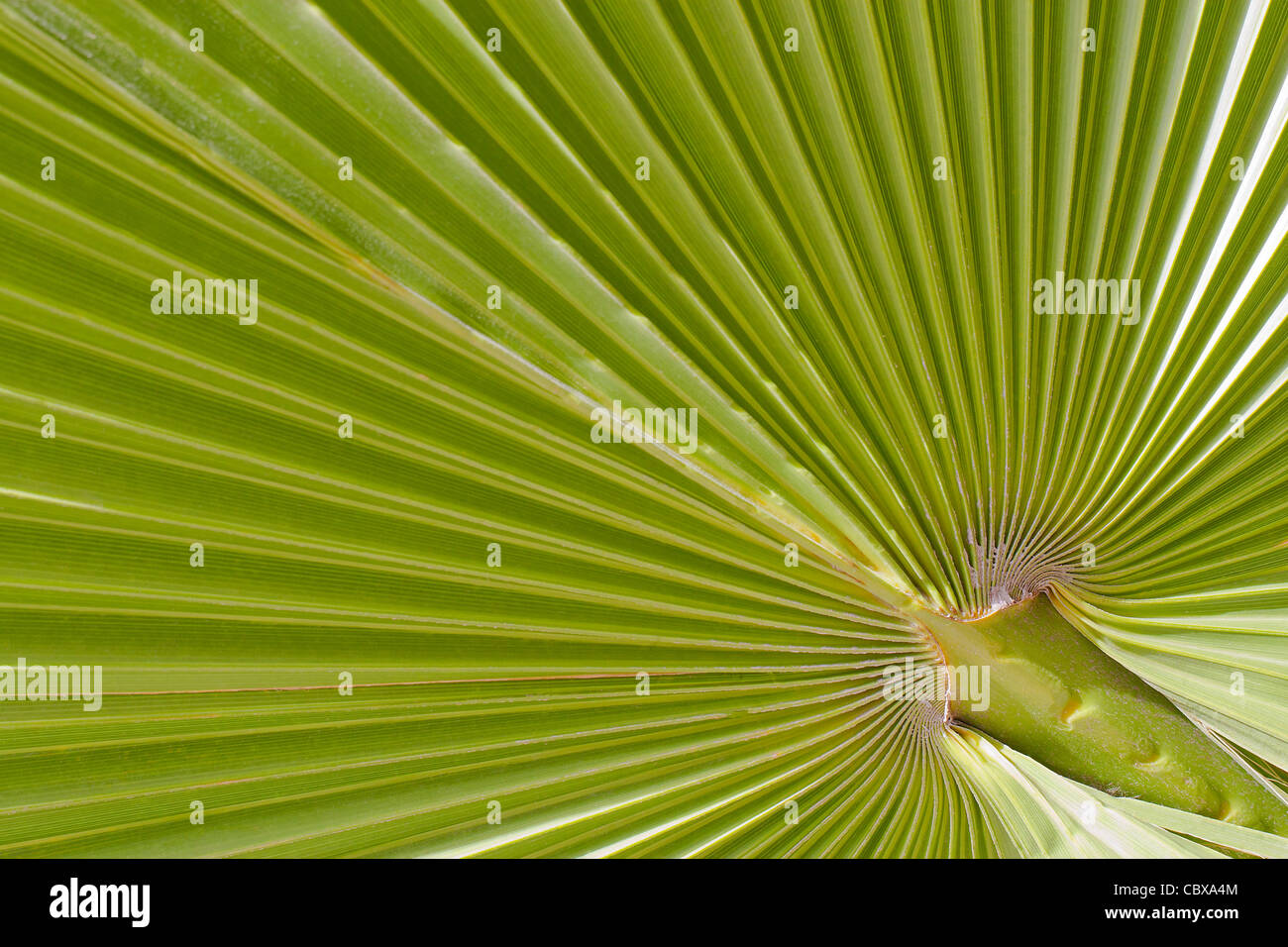Green background with diagonals created by a close up image of a palm leaf Stock Photo