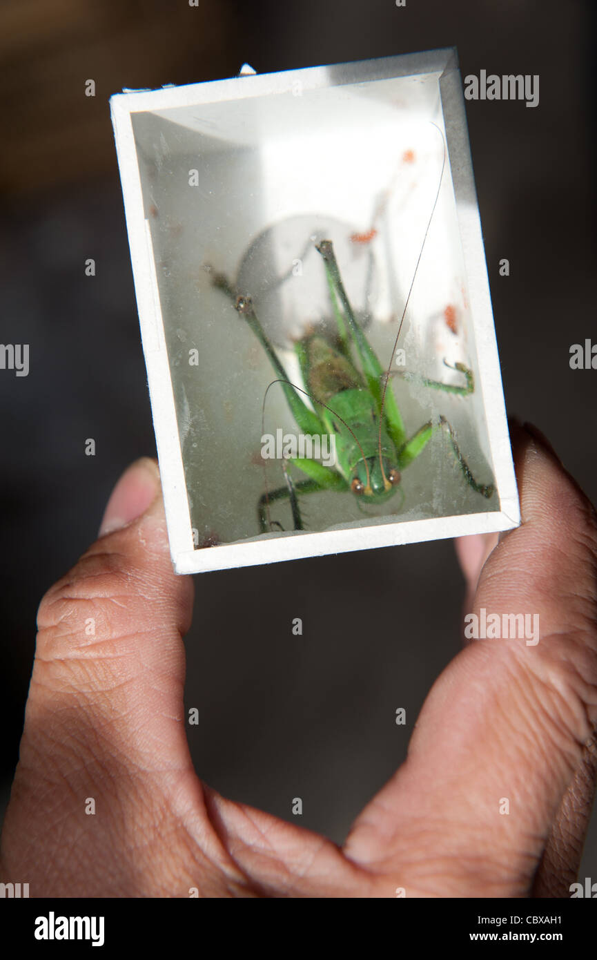 The cricket shop hires stock photography and images Alamy