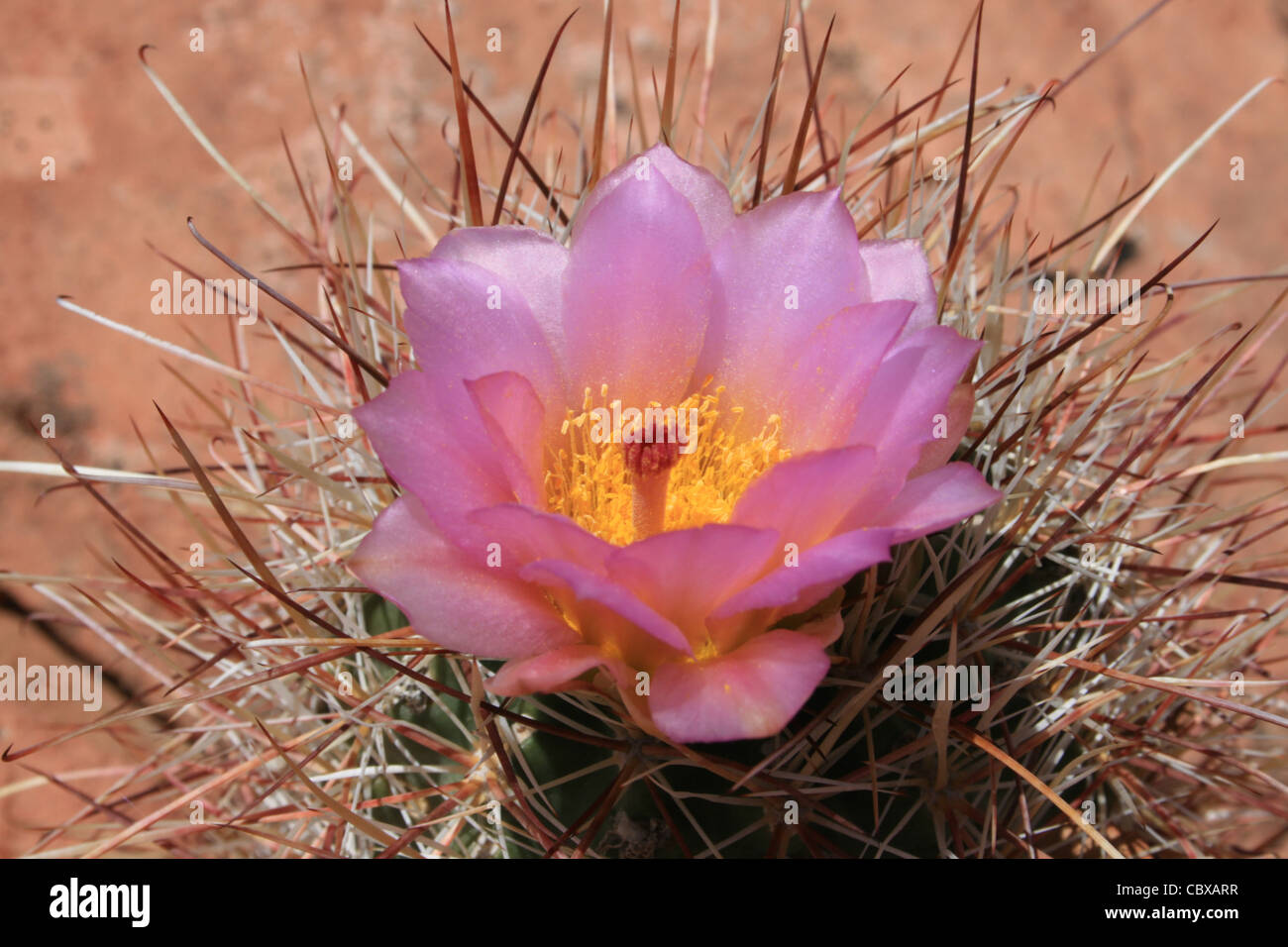 pink barrel cactus flower with yellow pollen Stock Photo