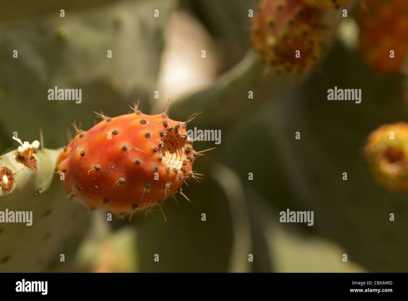Ripe tunas or prickly pears on the cactus Stock Photo