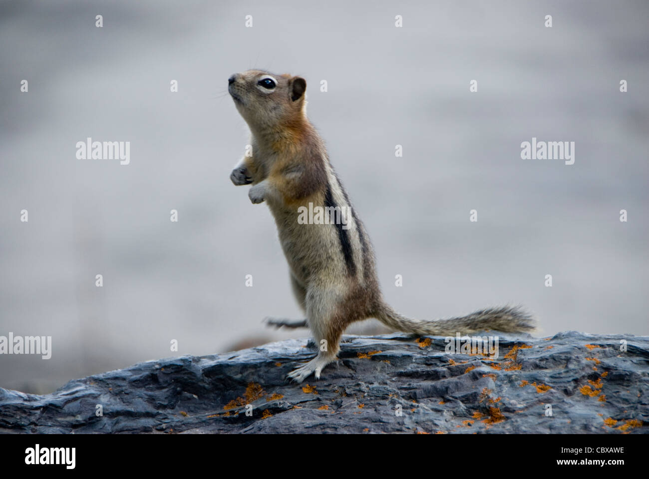 Chipmunk on rock, Lake Louise, Banff, Alberta, Canada Stock Photo - Alamy