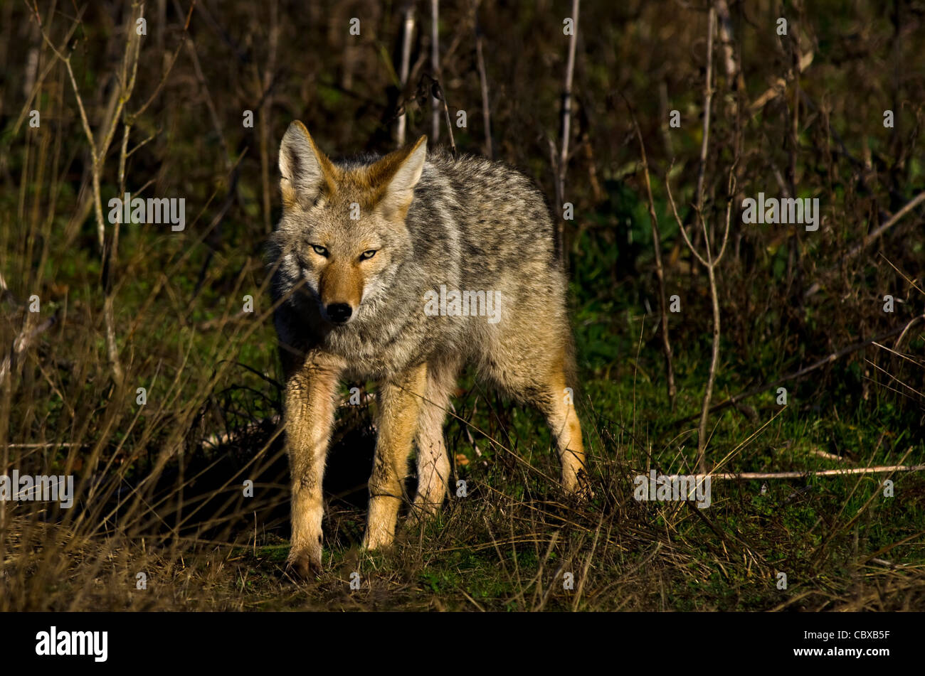 Coyote exploring it's habitat Stock Photo