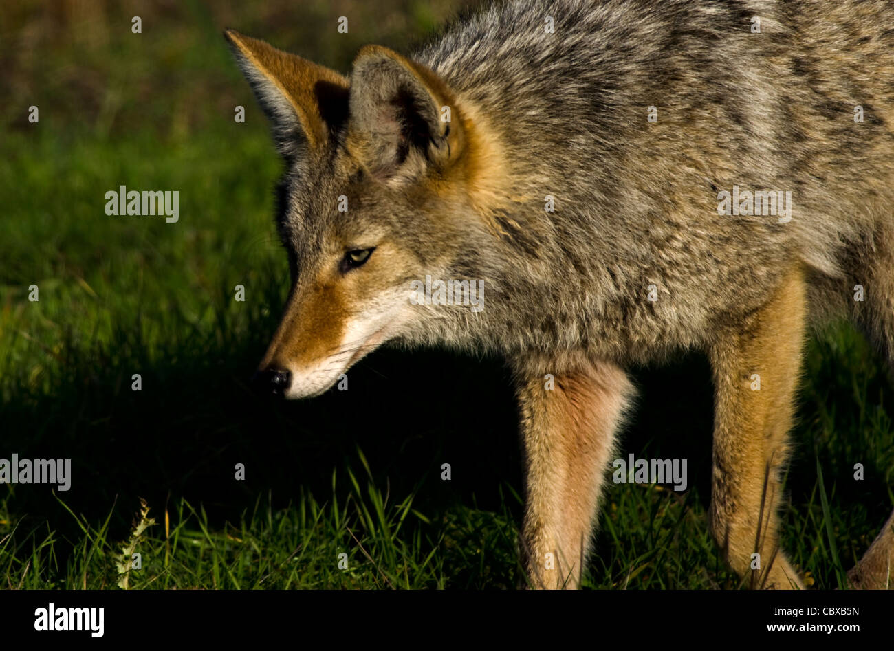 Coyote searching for prey Stock Photo