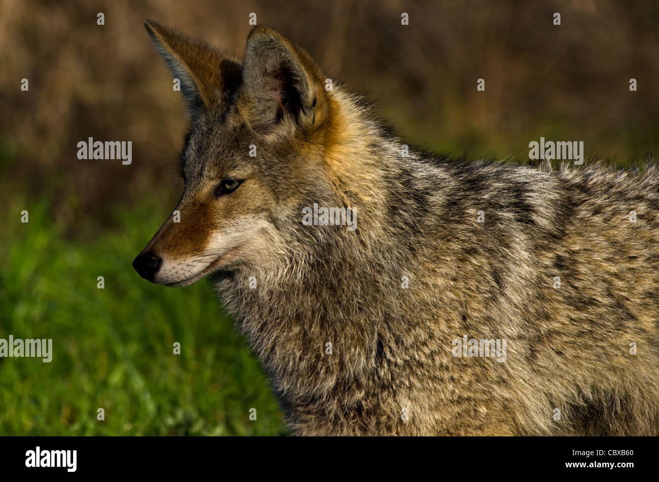 Coyote observing prey Stock Photo
