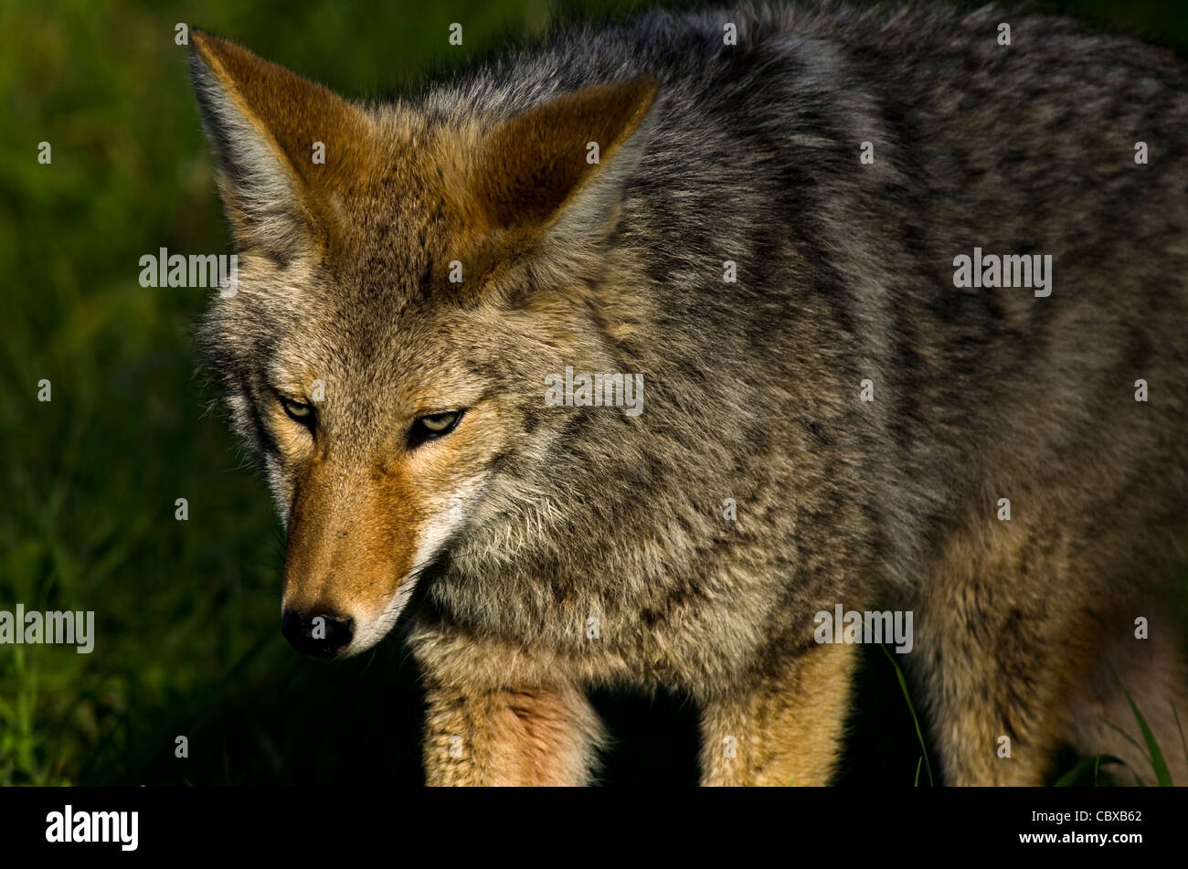 Coyote at sunrise Stock Photo
