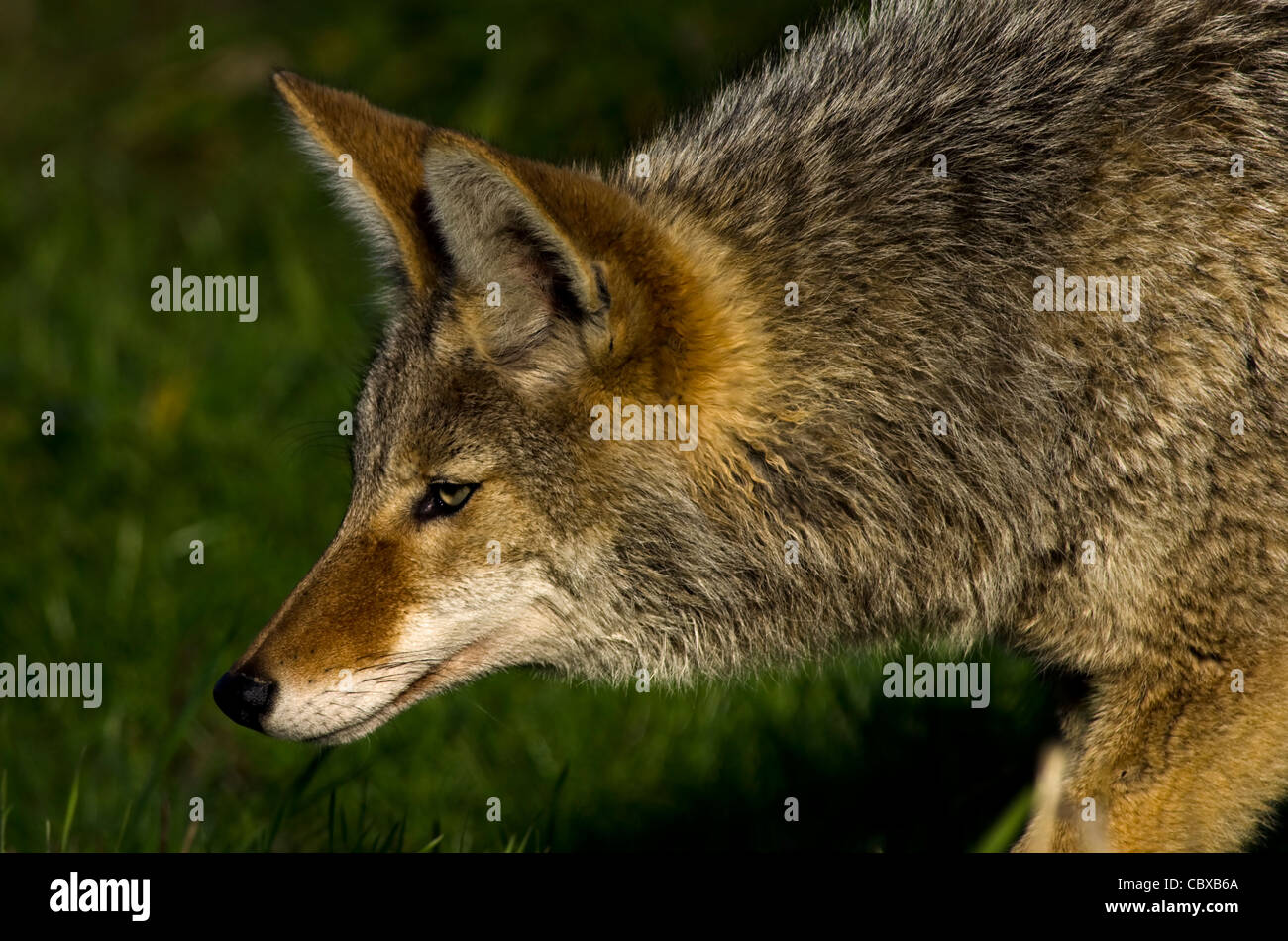 Coyote hunting Stock Photo