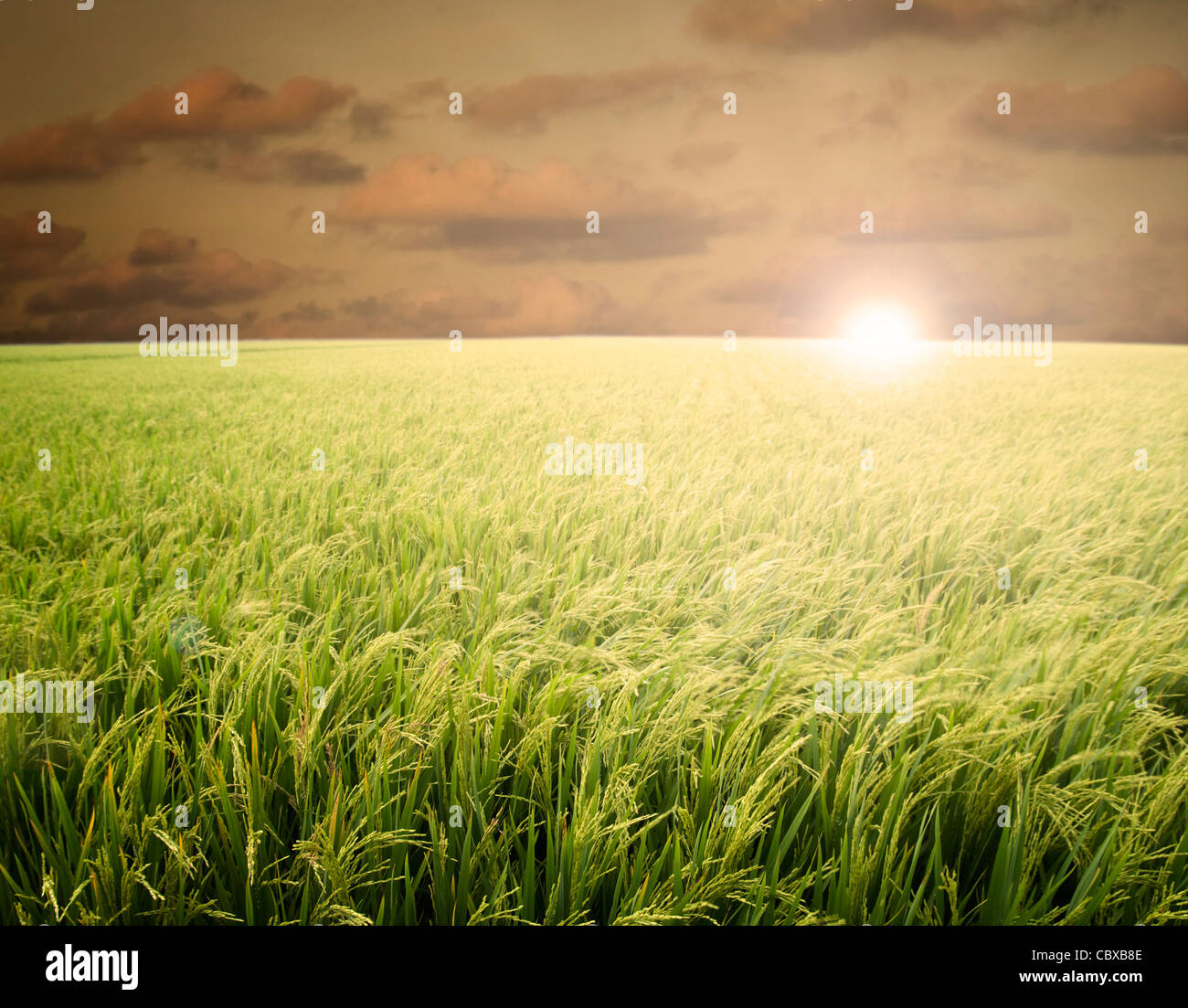 Early Rice Field Early rice plantation hi-res stock photography and images - Alamy
